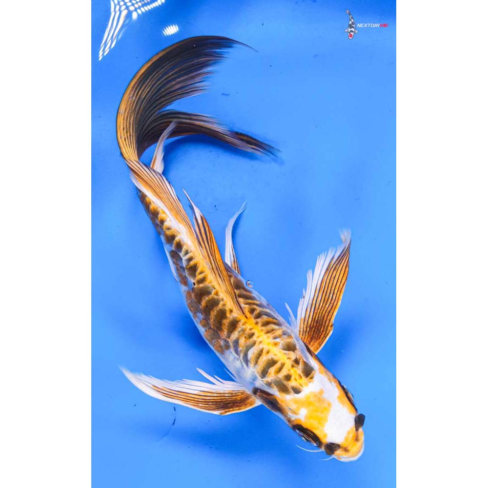 8.5” Imported Doitsu Kujaku Butterfly Koi