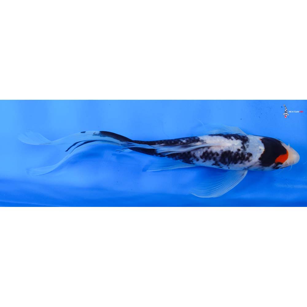 8.5” Imported Beni Matsukawabakke Butterfly Koi