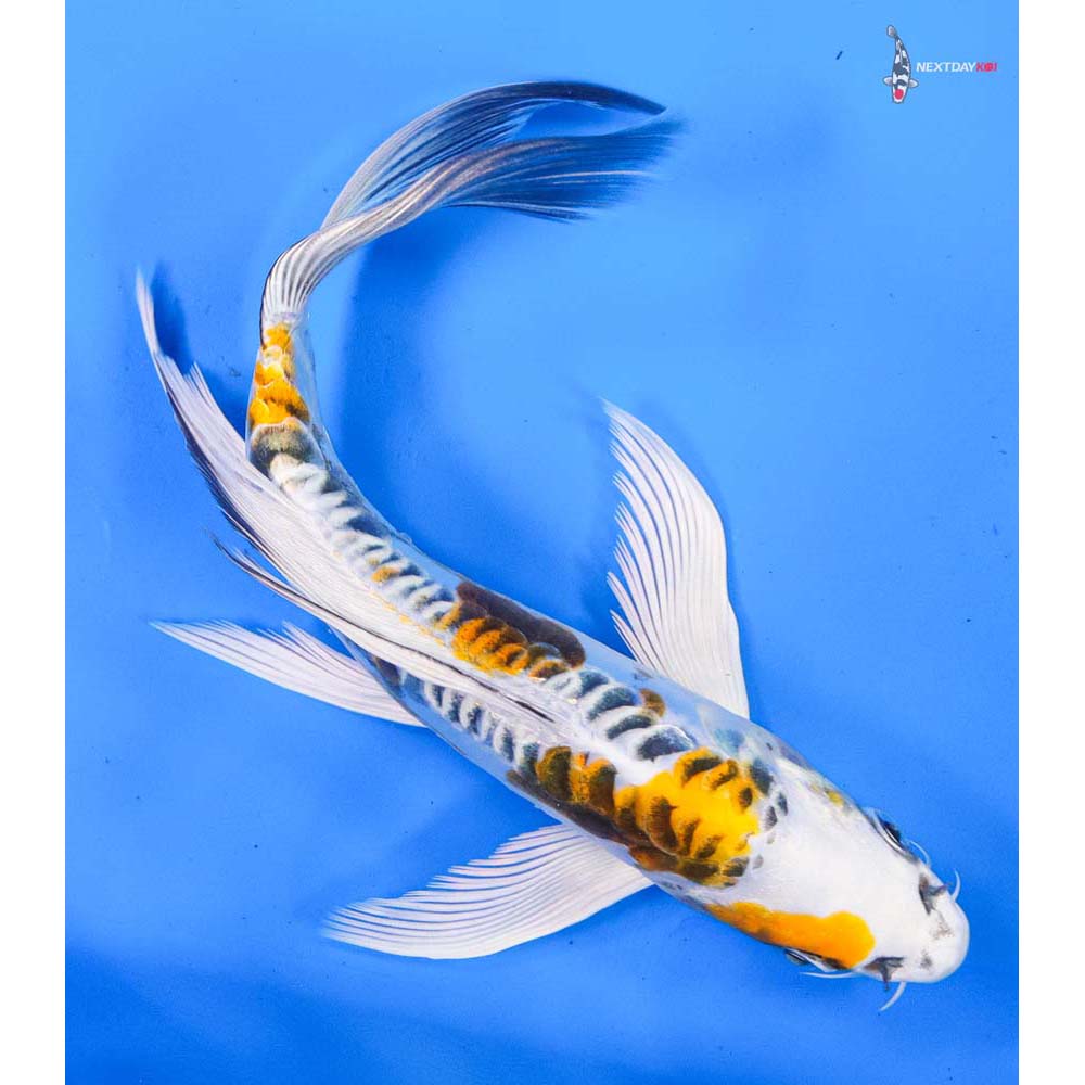 8.5” Imported Doitsu Kujaku Butterfly Koi