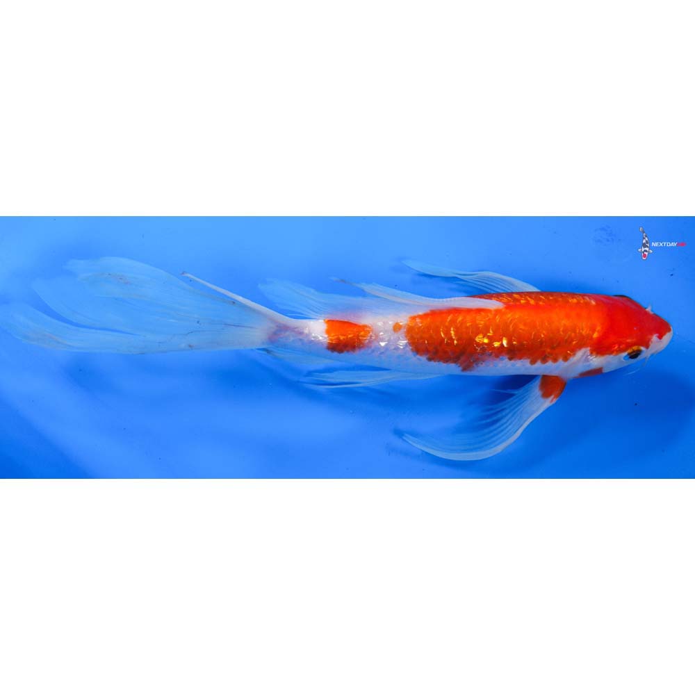 9.5” Imported Gin Rin Kohaku Butterfly Koi