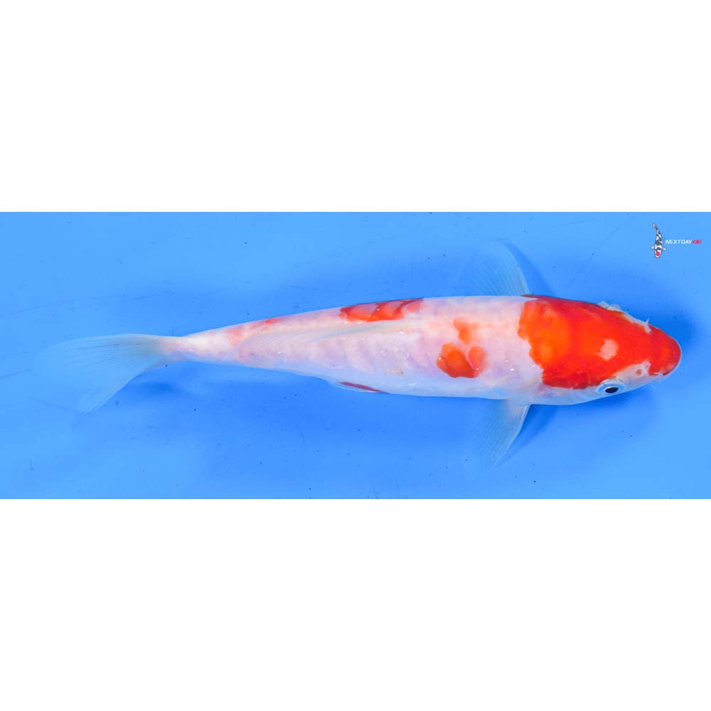 6.5” Imported Doitsu Kohaku