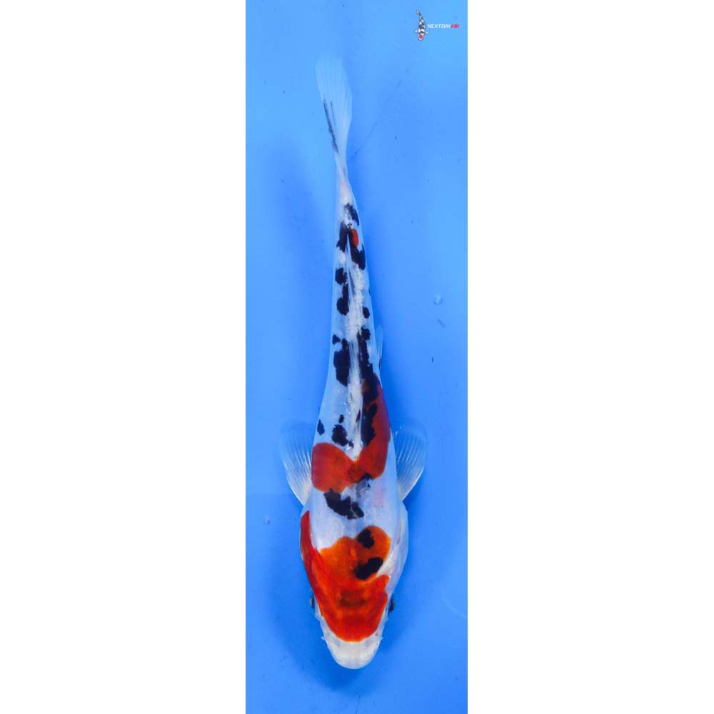 6.5” Imported Heisei Nishiki