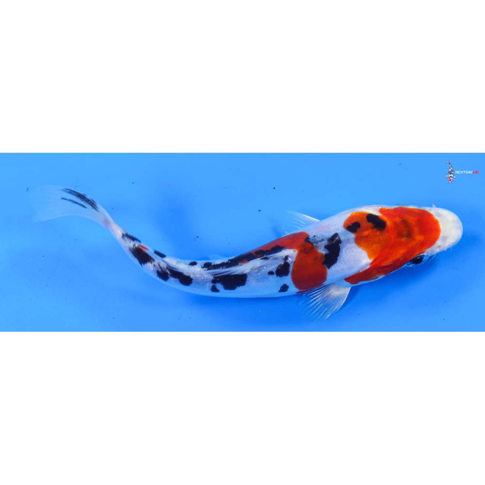 6.5” Imported Heisei Nishiki