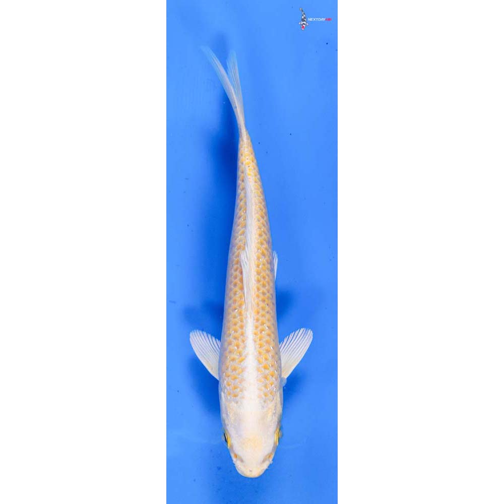 6.5” Imported Yamabuki Ogon