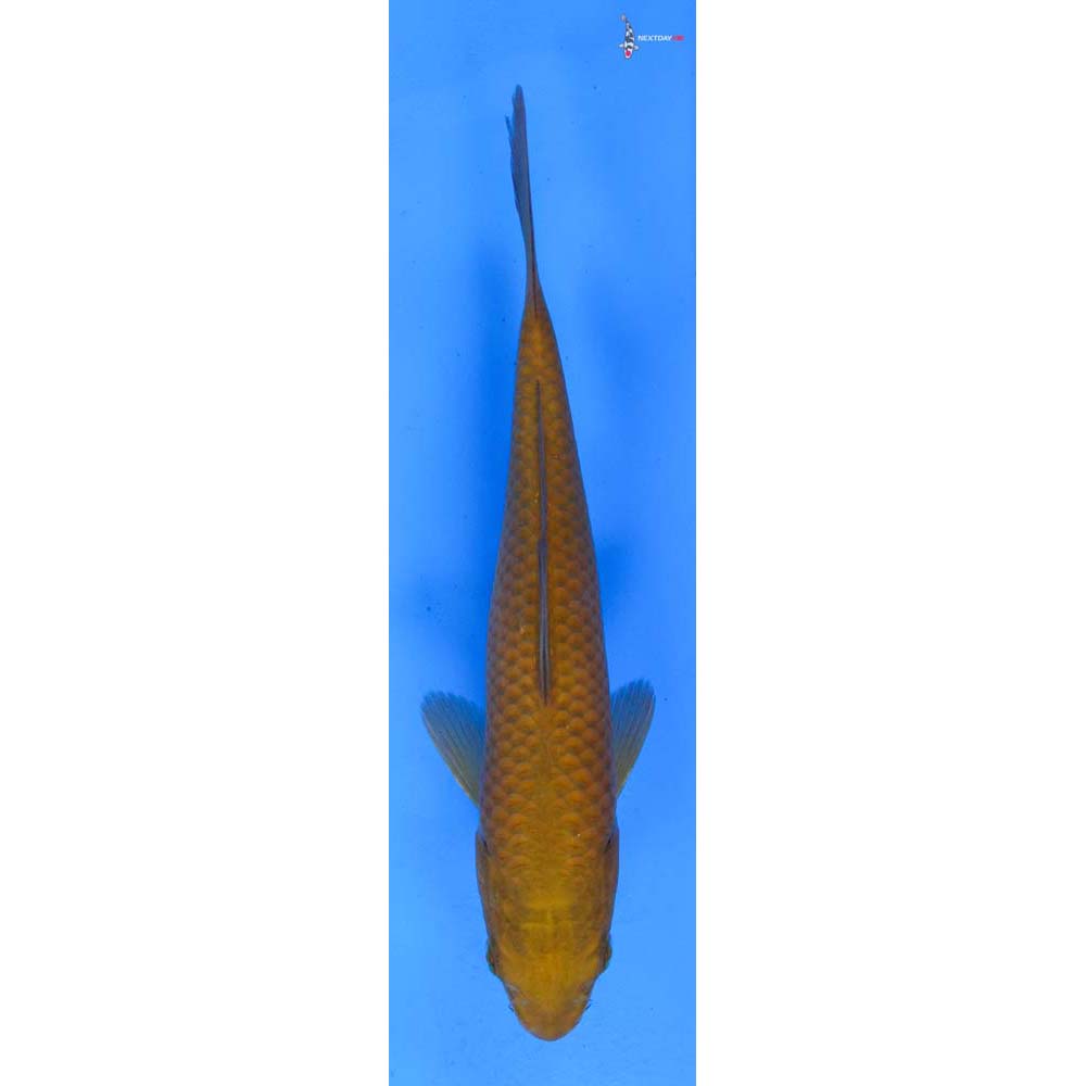 7” Imported Chagoi