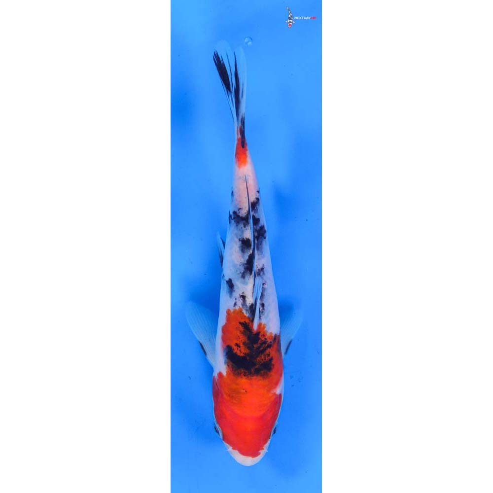 6.5” Imported Sanke