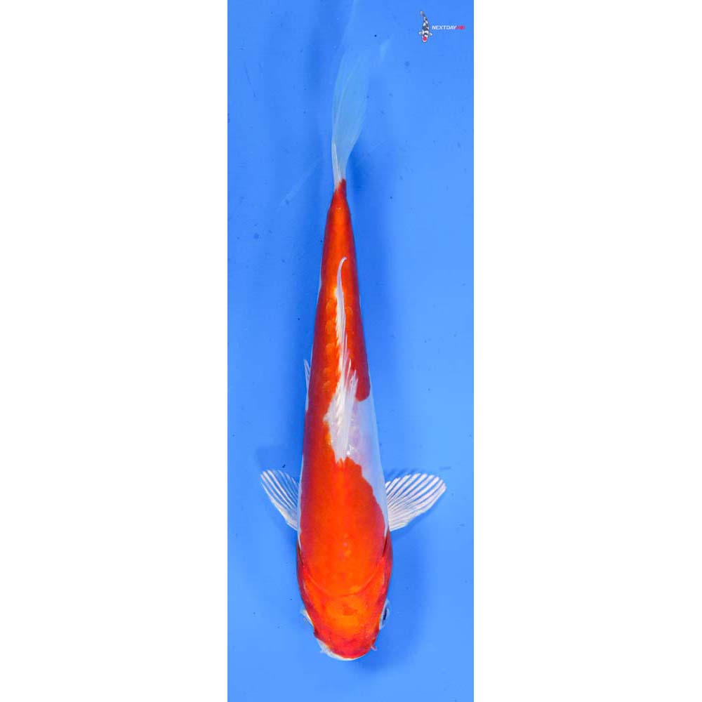 6” Imported Kikusui