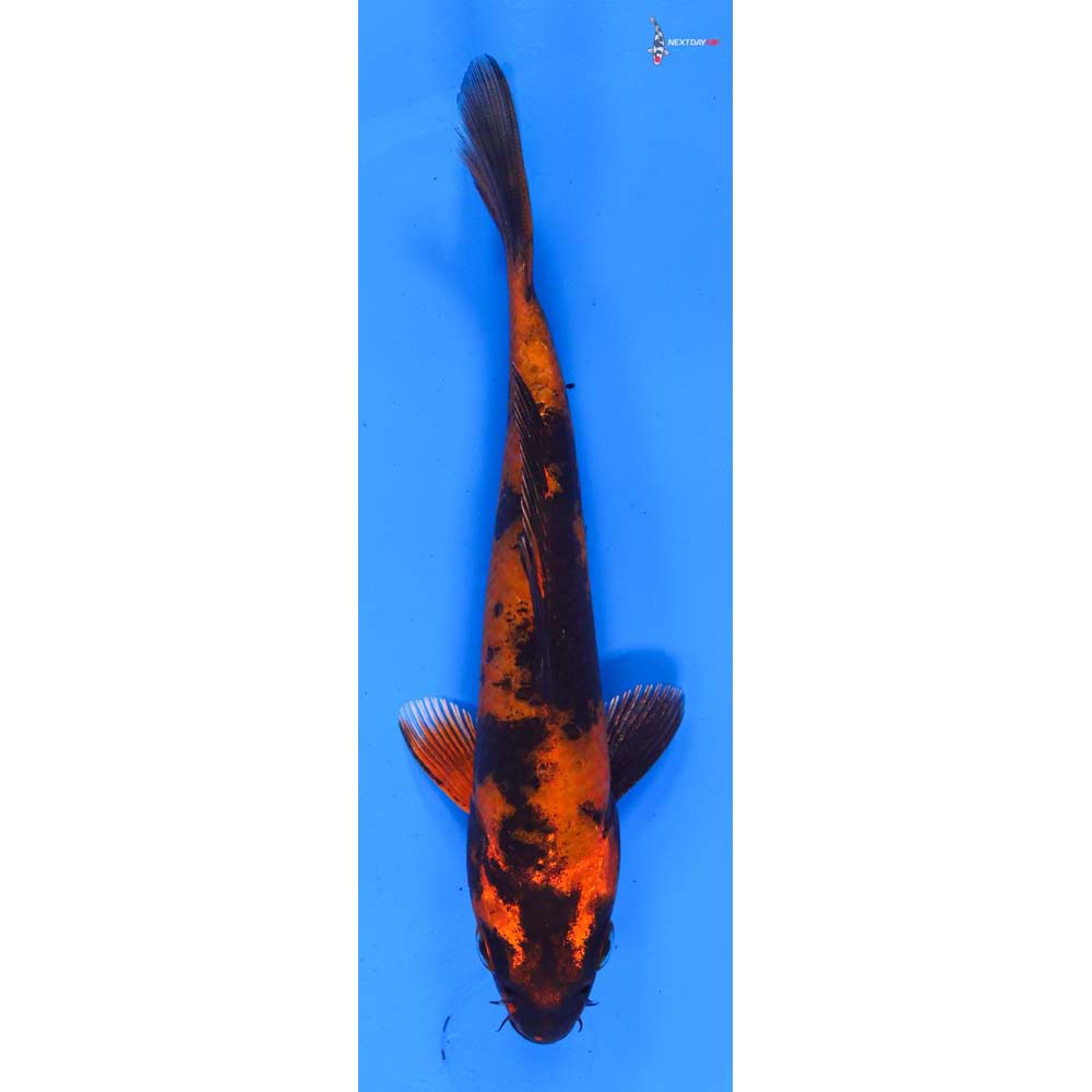 6” Imported Kin Hi Utsuri