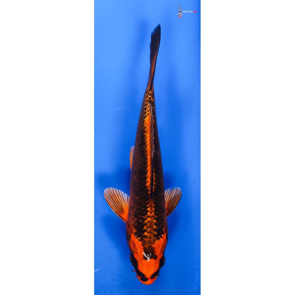 6” Imported Orenji Matsuba