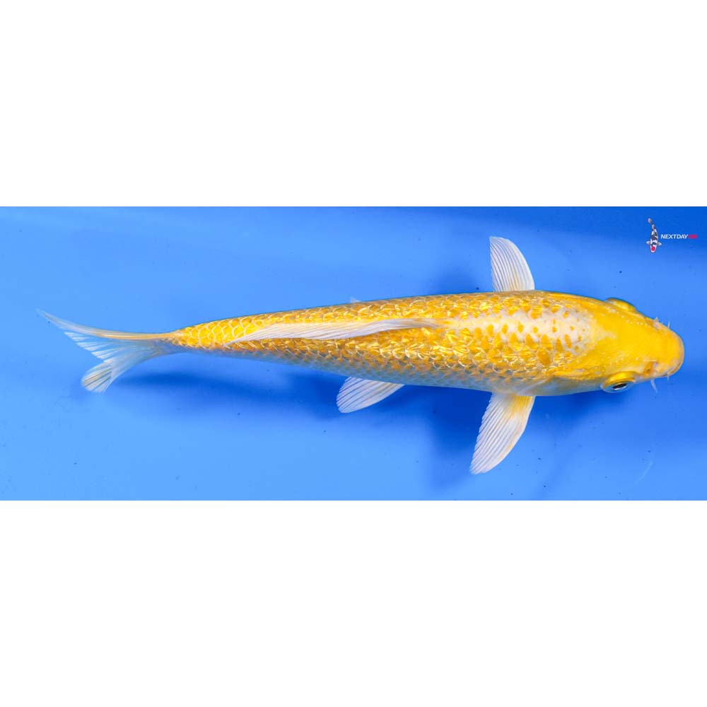 6.5” Imported Gin Rin Yamabuki Ogon
