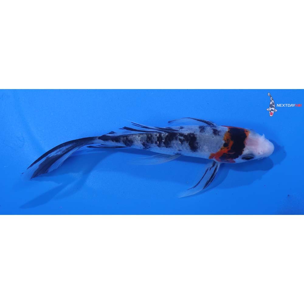 4.5” Imported Sanke Butterfly Koi