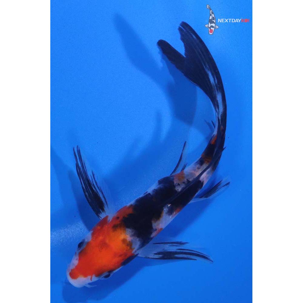 5” Imported Sanke Butterfly Koi