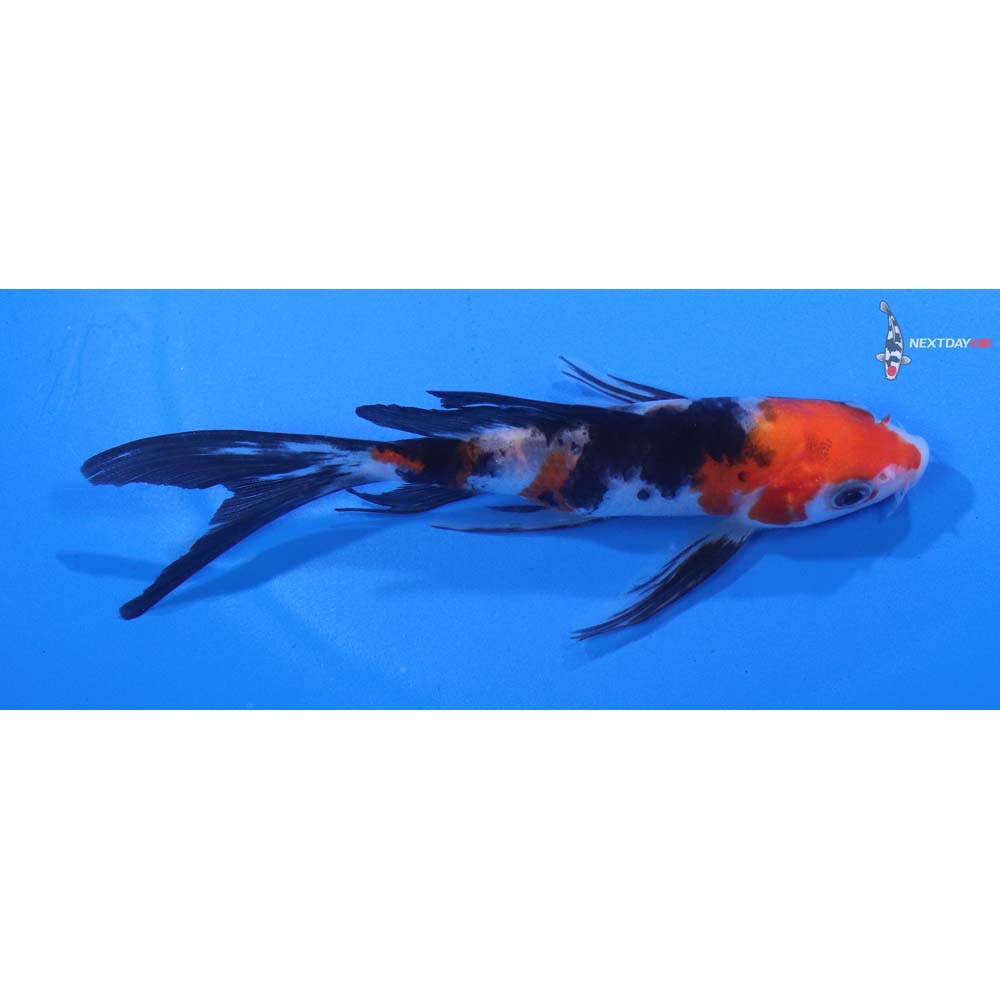 5” Imported Sanke Butterfly Koi