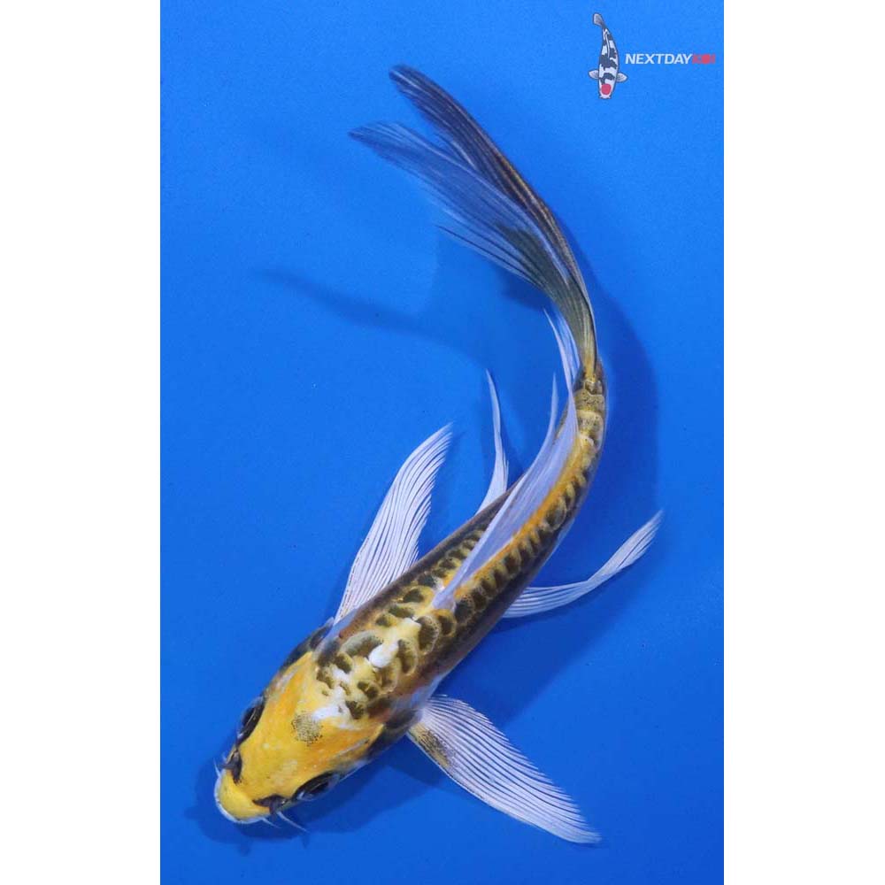 5” Imported Kin Kikokuryu Butterfly Koi