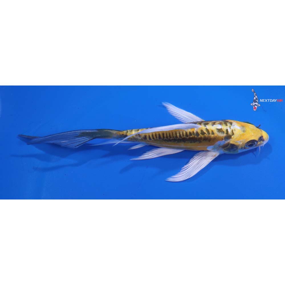 5” Imported Kin Kikokuryu Butterfly Koi
