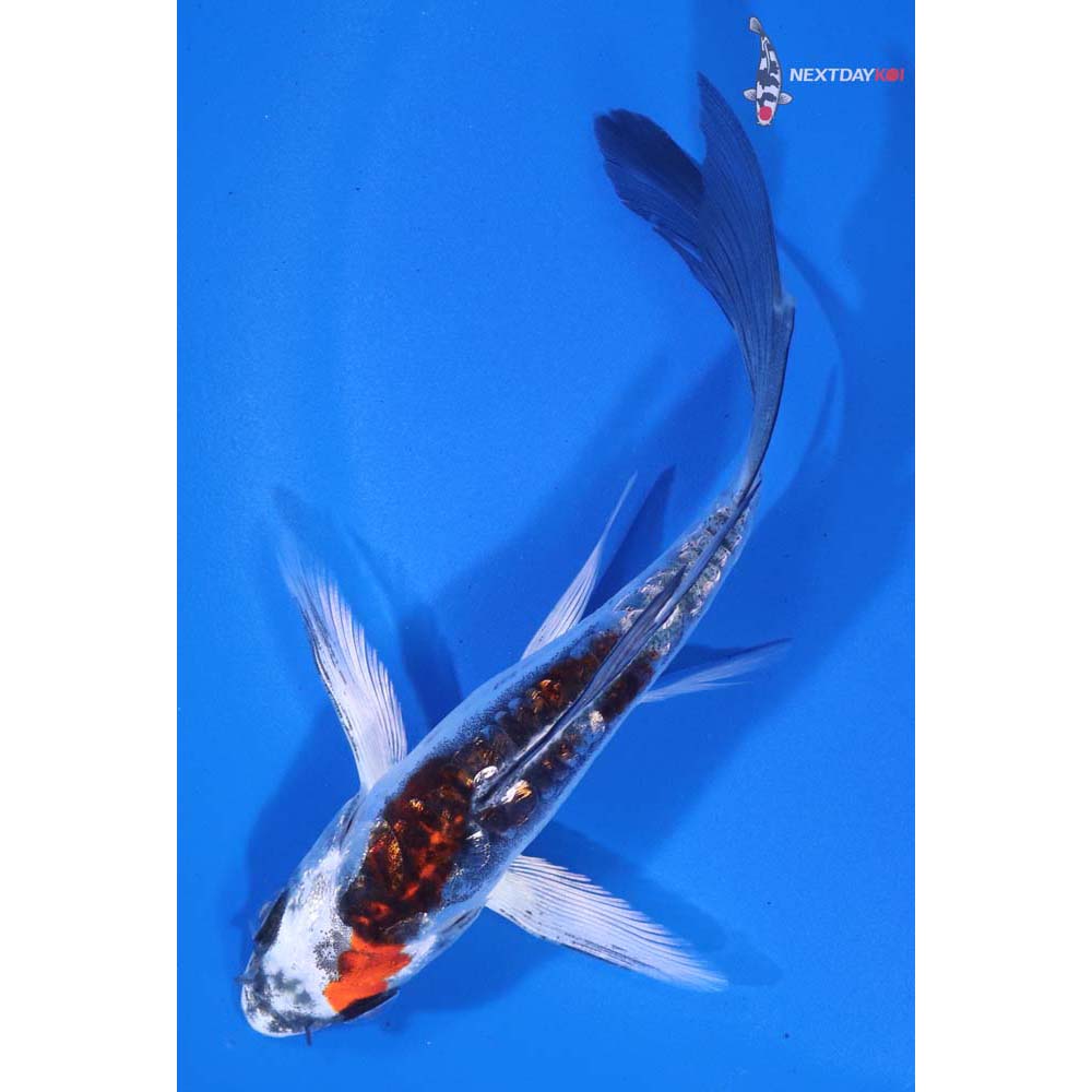 4.5” Imported Gin Rin Kin Kikokuryu Butterfly Koi