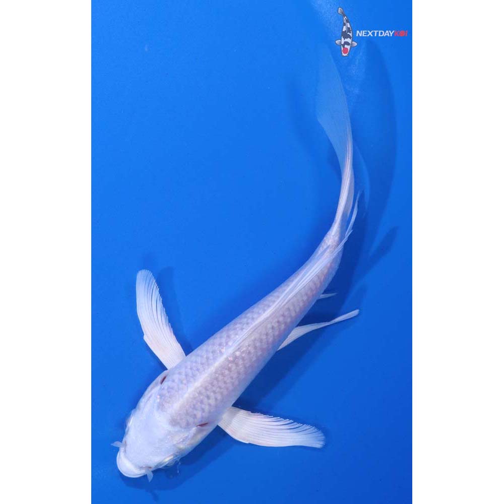 5” Imported Platinum Ogon Butterfly Koi