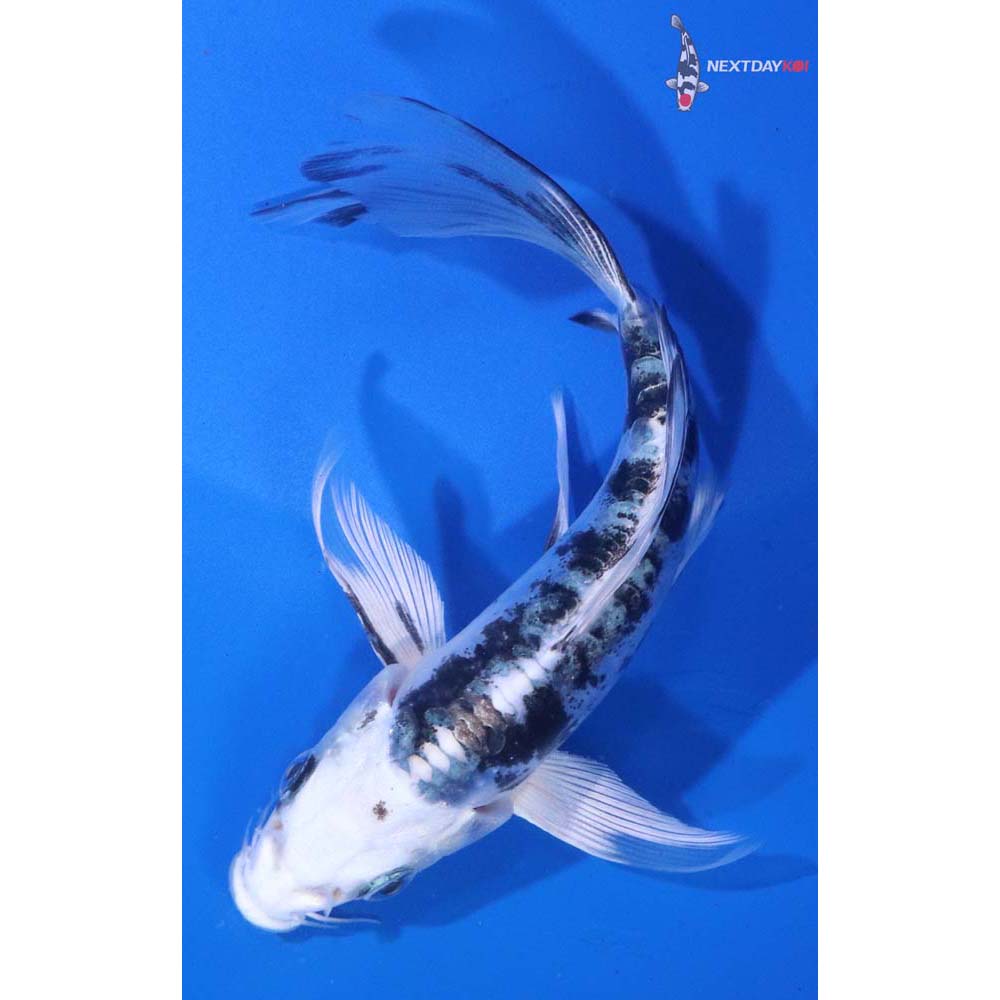 5” Imported Doitsu Gin Shiro Bekko Butterfly Koi