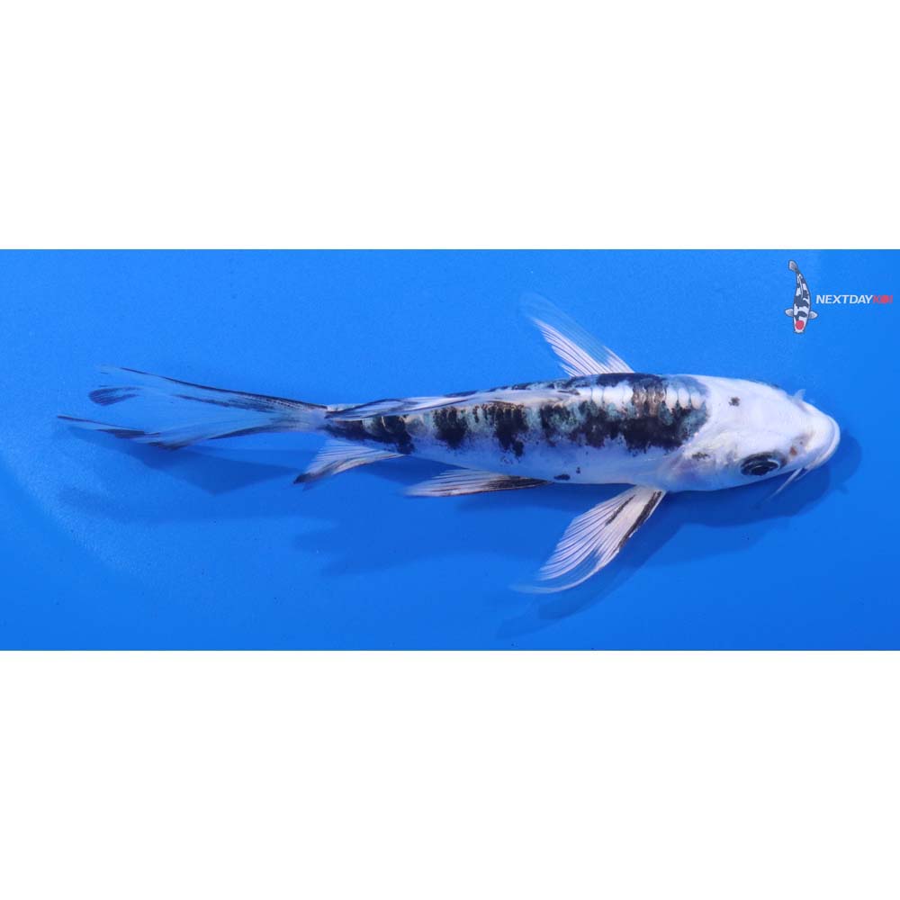 5” Imported Doitsu Gin Shiro Bekko Butterfly Koi