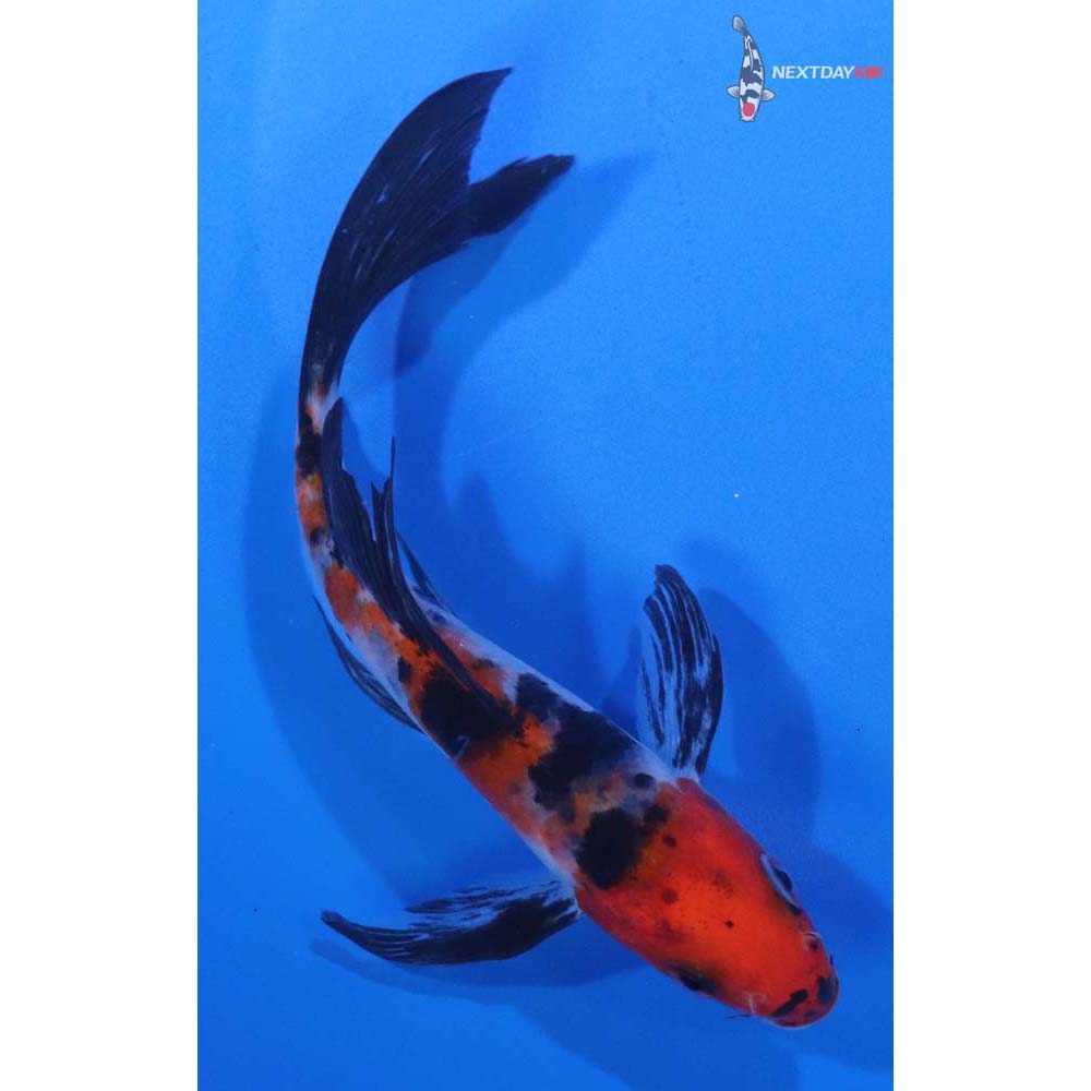 5” Imported Sanke Butterfly Koi