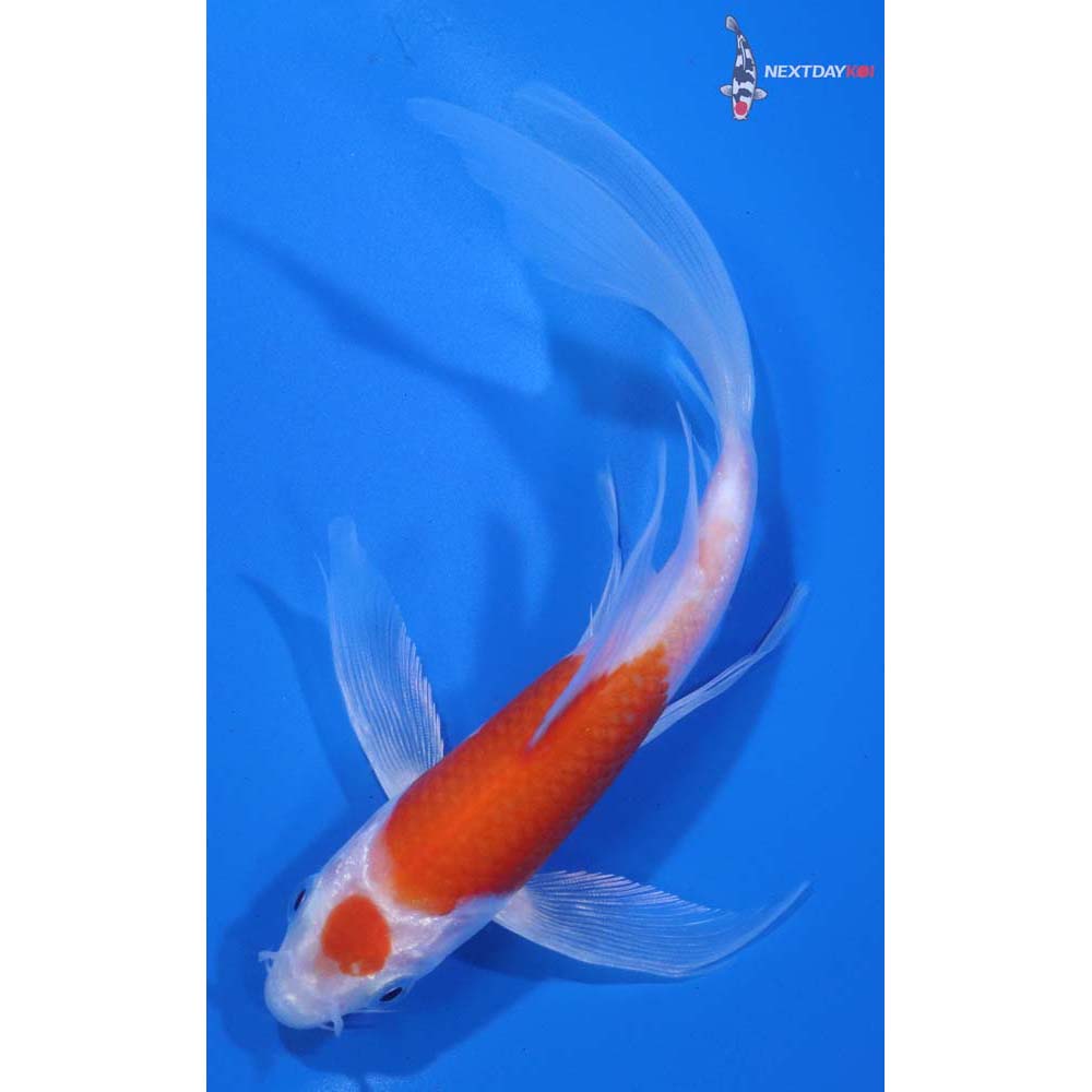 5.5” Imported Hariwake Butterfly Koi