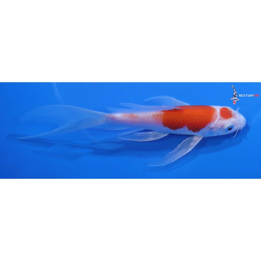 5.5” Imported Hariwake Butterfly Koi