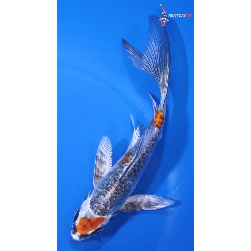 5.5” Imported Armor Scaled Kujaku Butterfly Koi