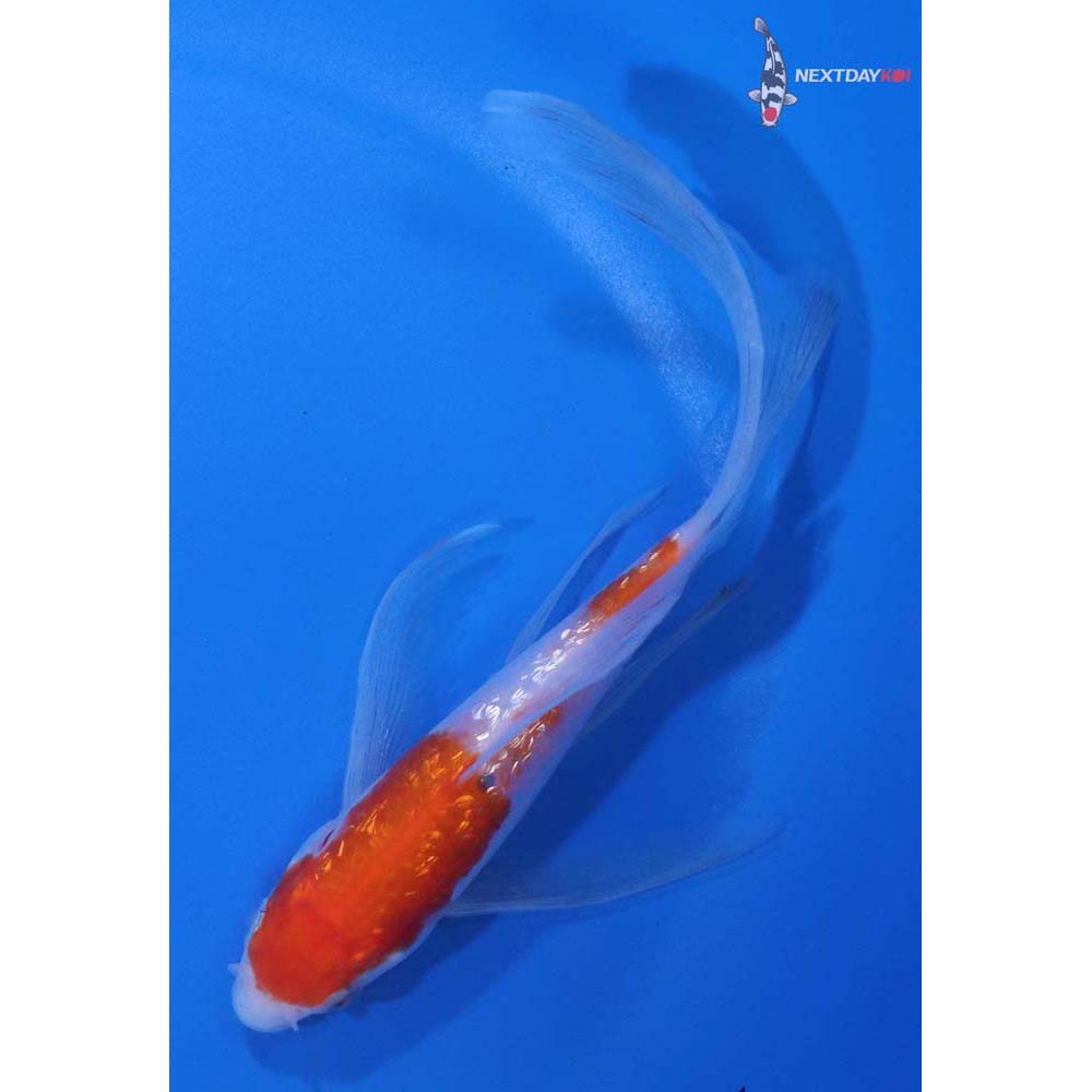 5.5” Imported Kohaku Butterfly Koi