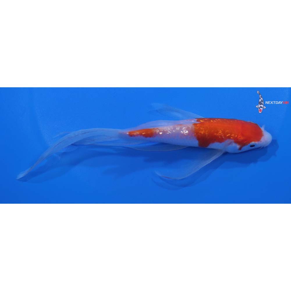 5.5” Imported Kohaku Butterfly Koi