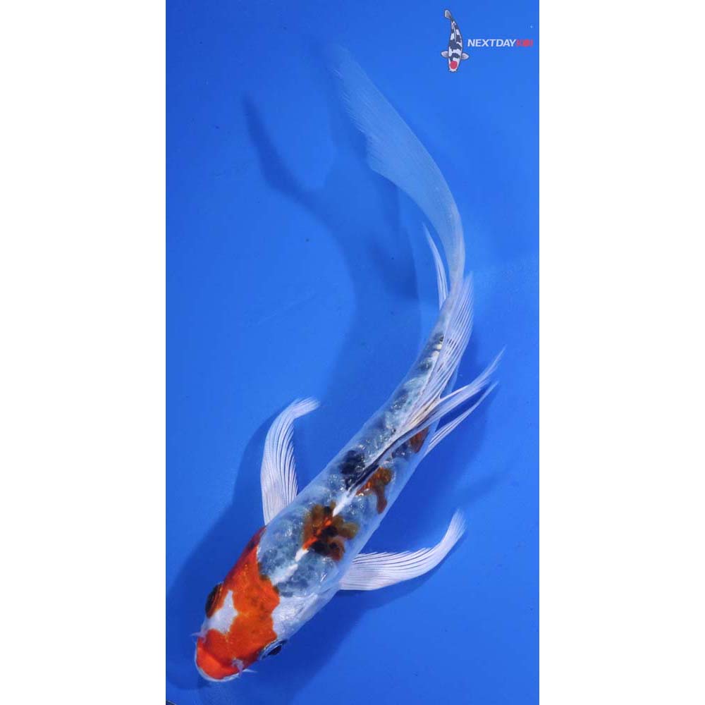 5.5” Imported Heisei Nishiki Butterfly Koi