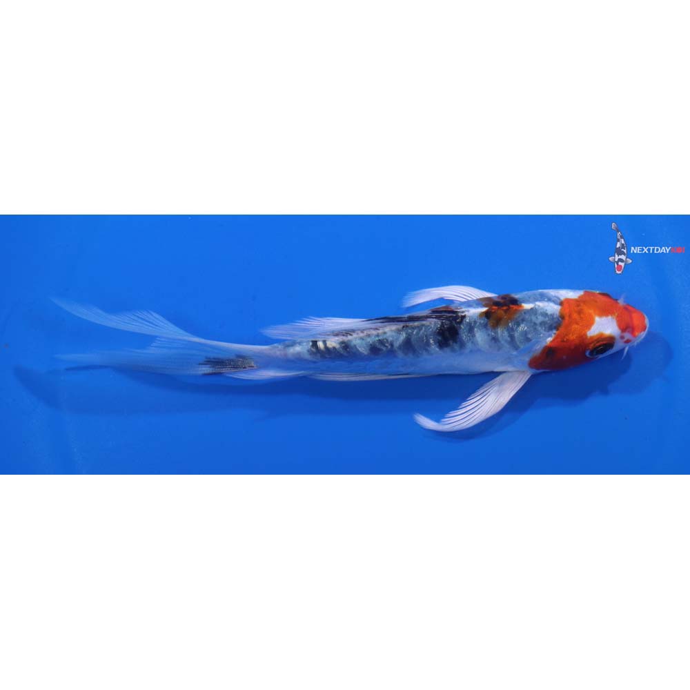 5.5” Imported Heisei Nishiki Butterfly Koi
