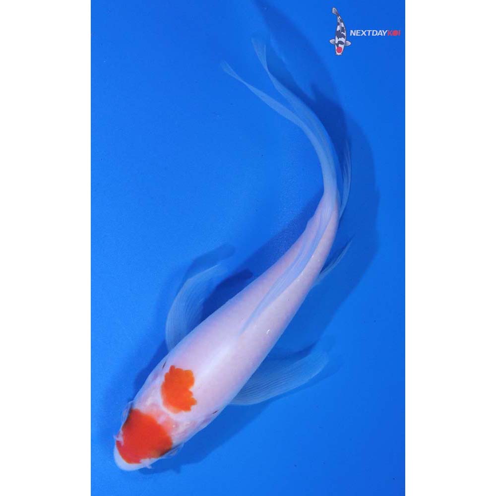 4.5” Imported Kohaku Butterfly Koi