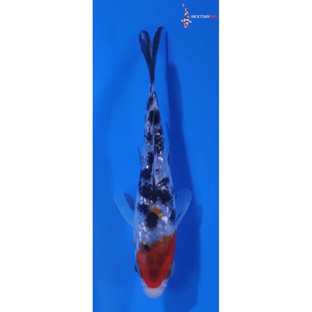 3.5” Imported Sanke
