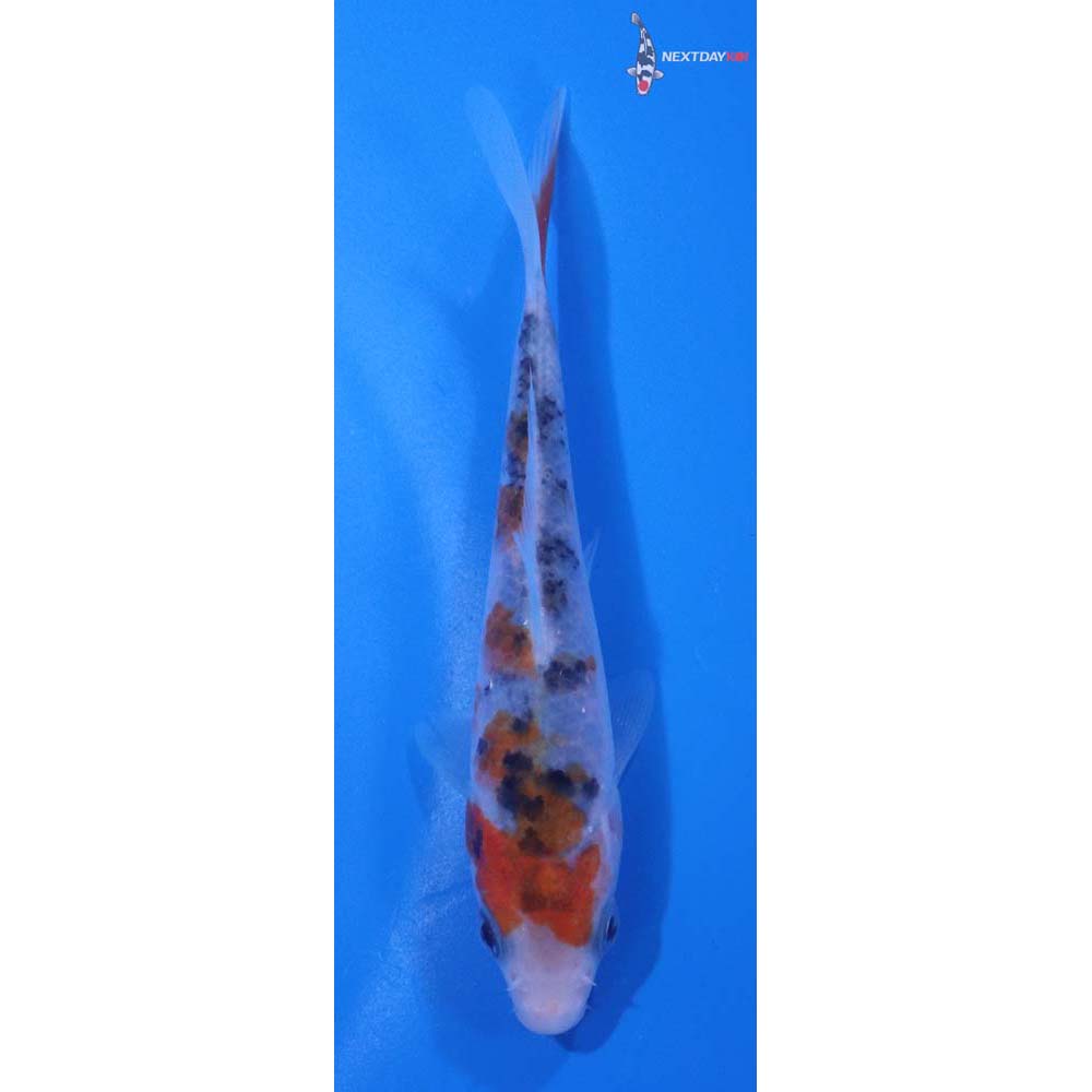 4” Imported Sanke