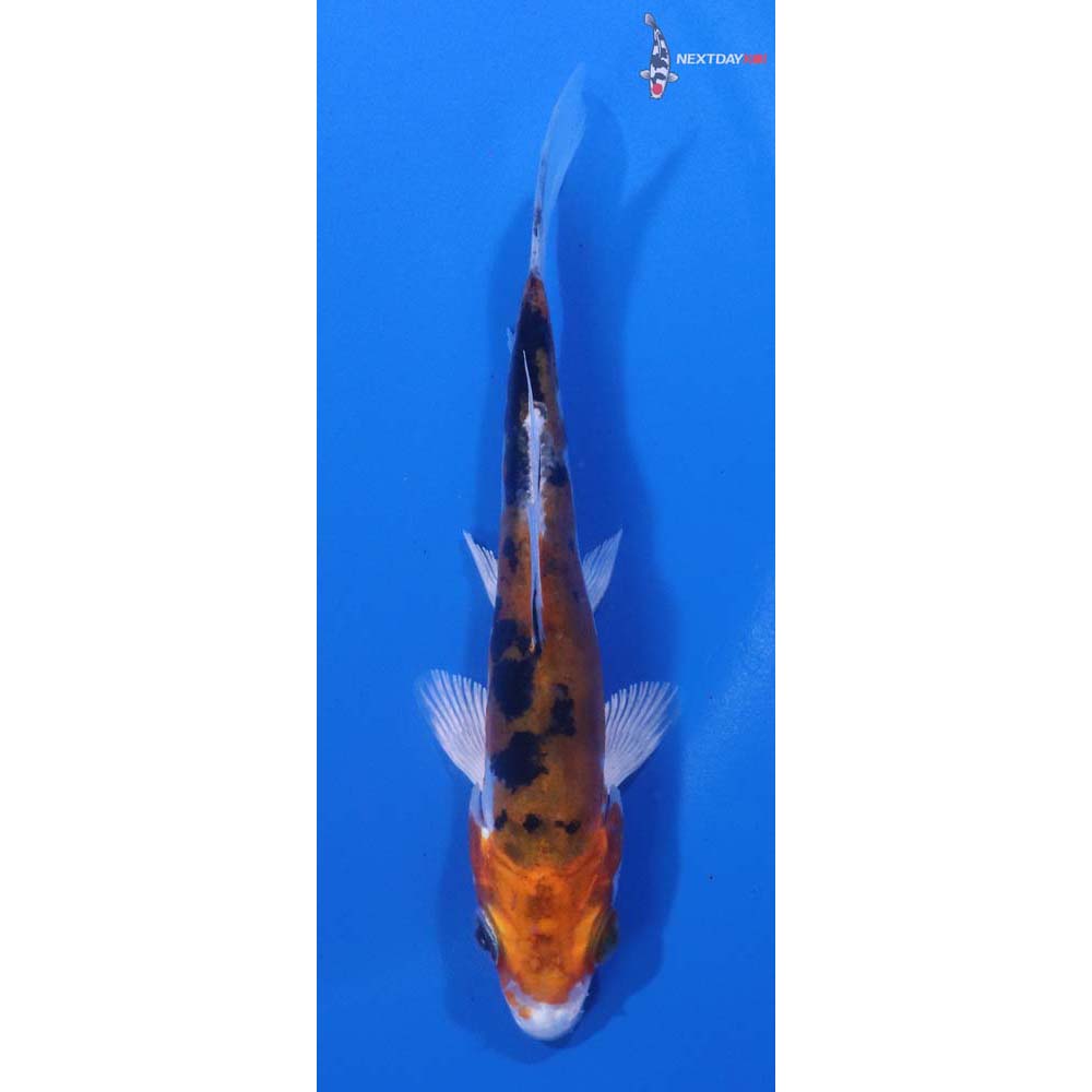 4” Imported Heisei Nishiki