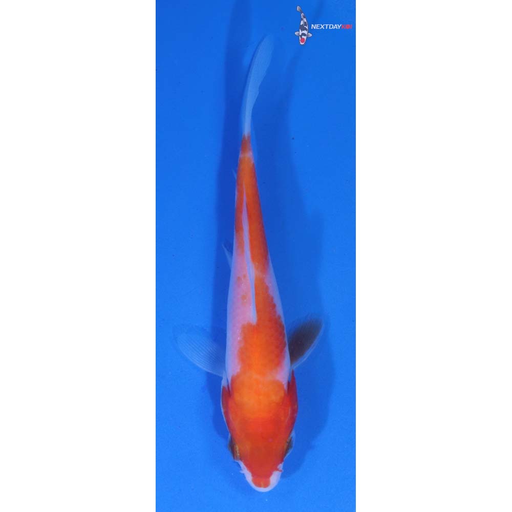 3.5” Imported Kohaku