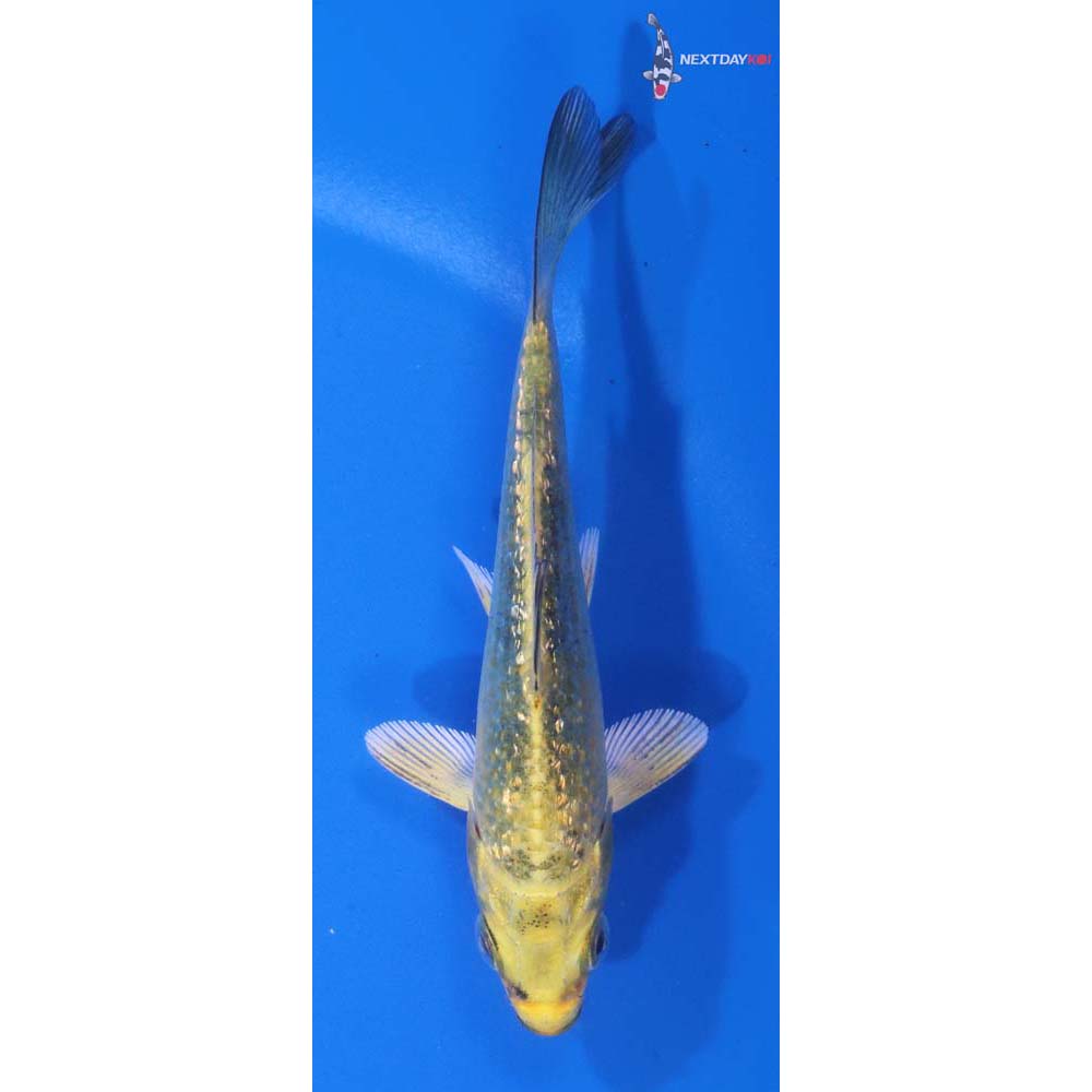 4” Imported Gin Rin Ki Matsuba
