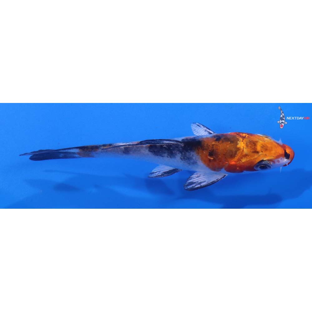 4” Imported Yamato Nishiki