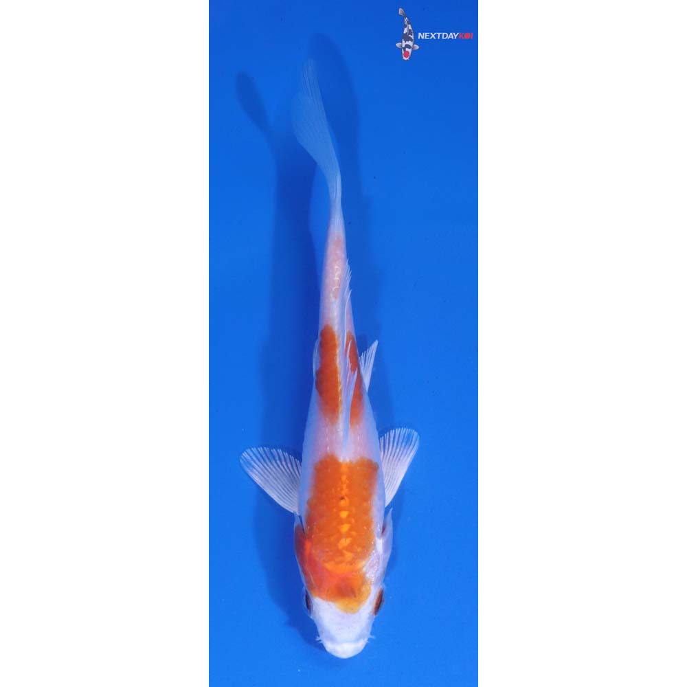 4” Imported Hariwake