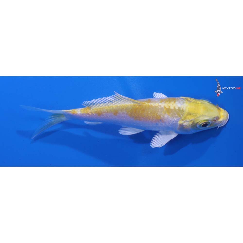 4” Imported Lemon Hariwake