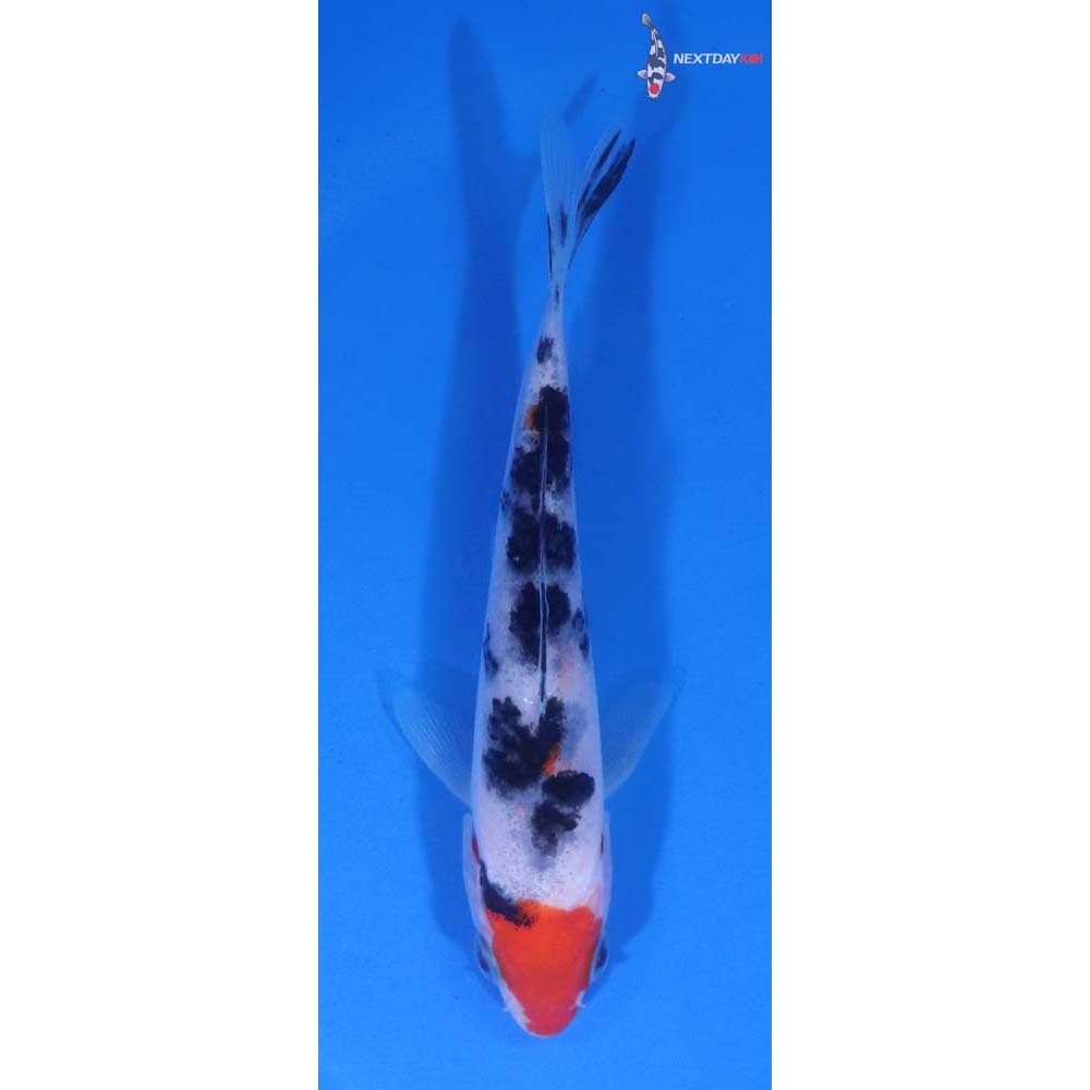 4.5” Imported Sanke