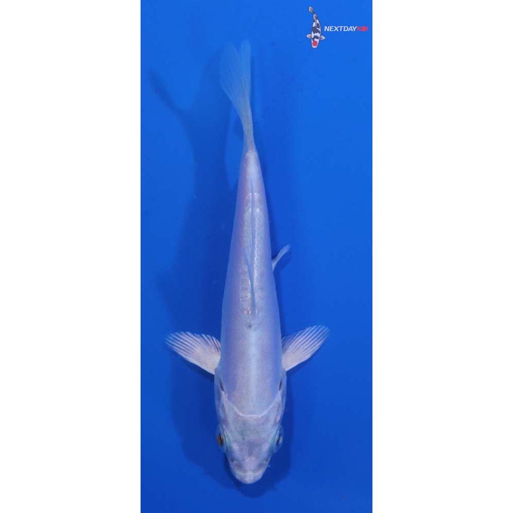 3.5” Imported Doitsu Platinum Ogon