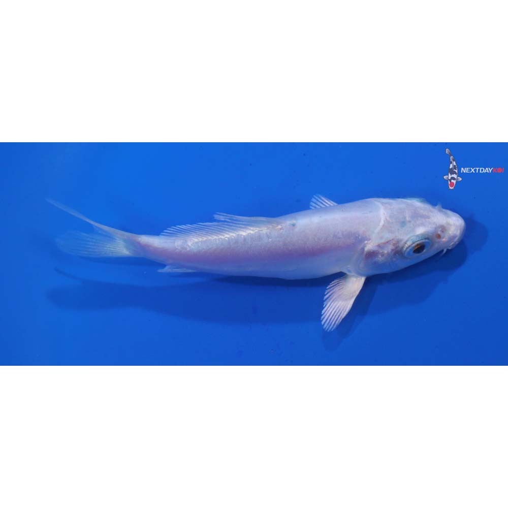 3.5” Imported Doitsu Platinum Ogon
