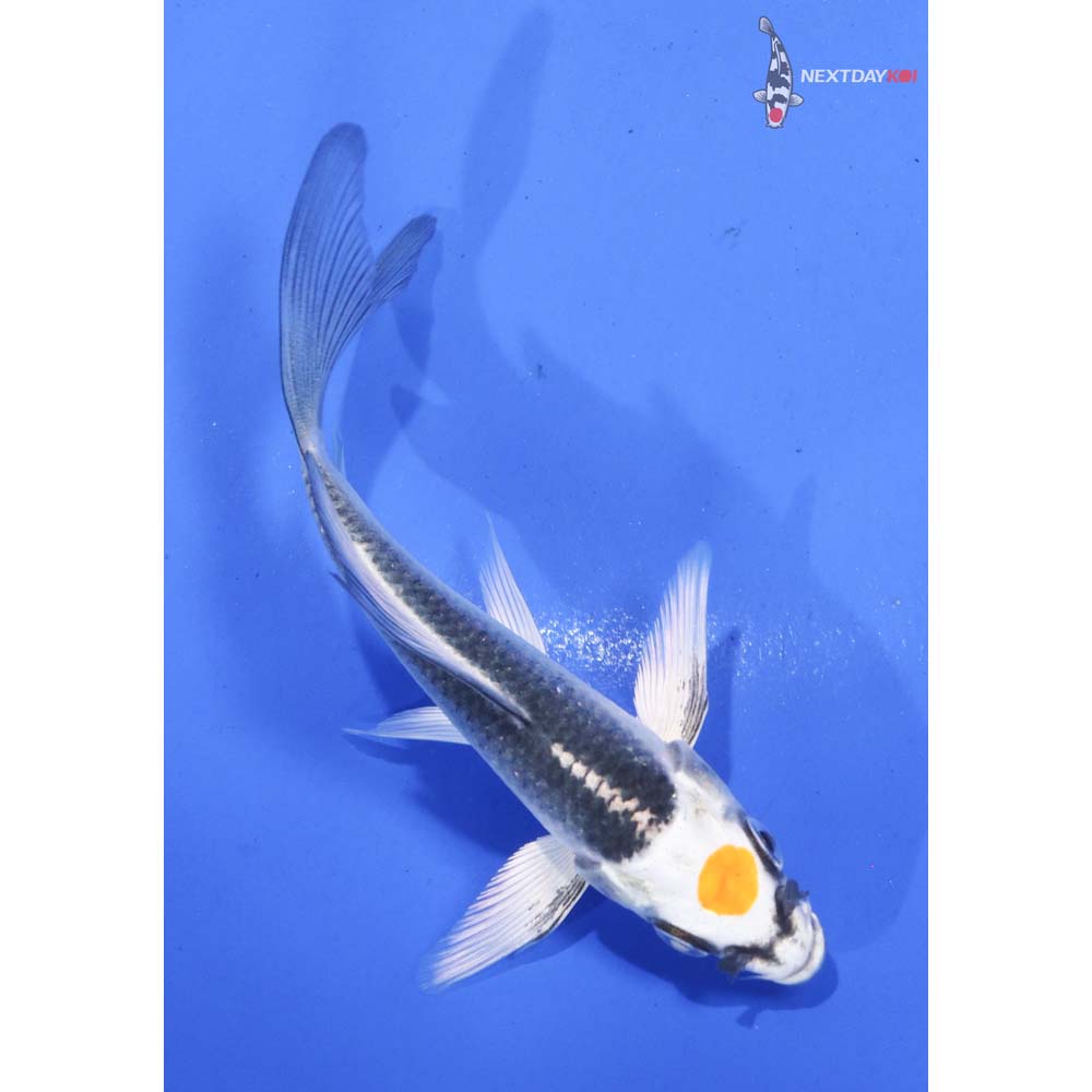 4” Imported Kujaku Butterfly Koi