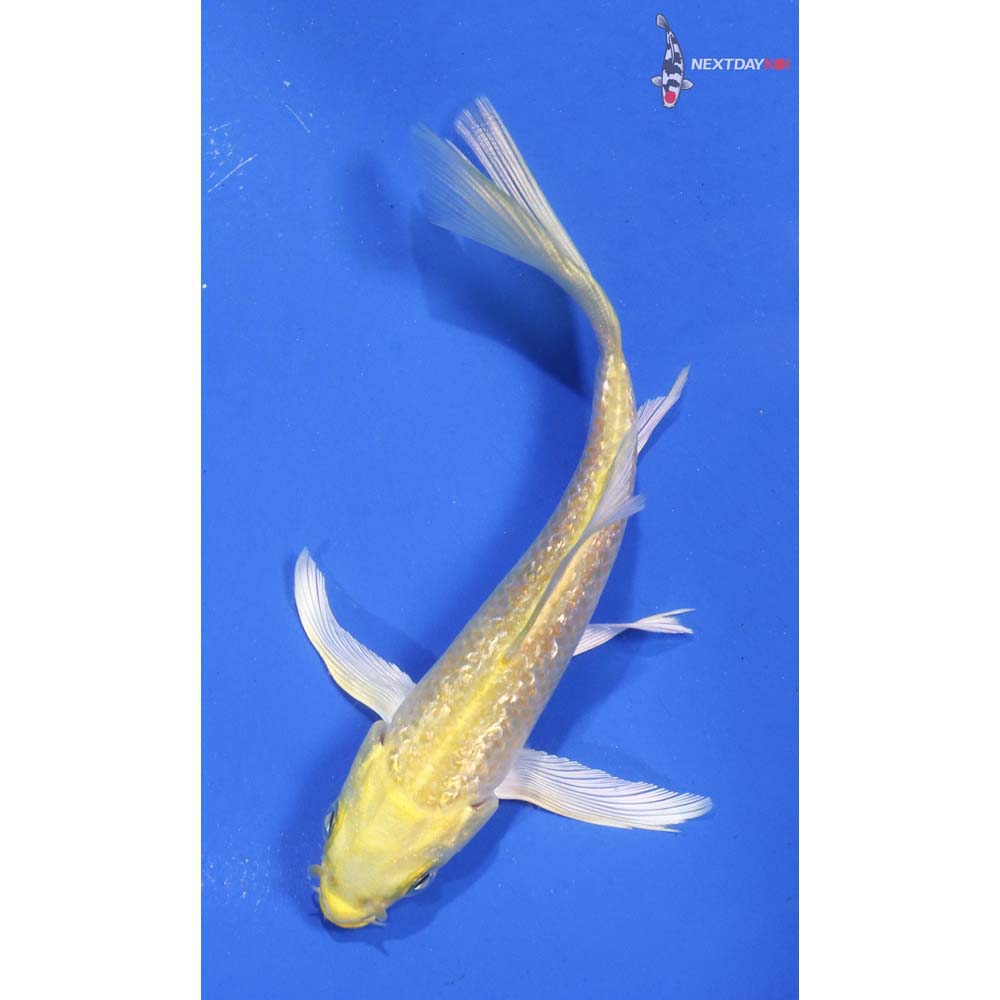4.5” Imported Gin Rin Yamabuki Ogon Butterfly Koi