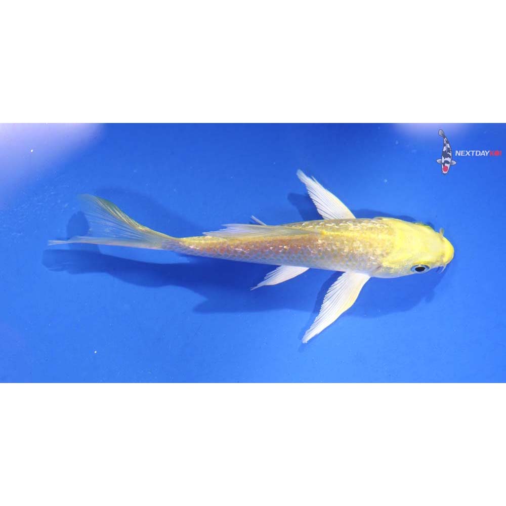 4.5” Imported Gin Rin Yamabuki Ogon Butterfly Koi