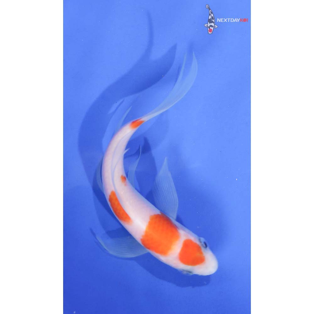4.5” Imported Kohaku Butterfly Koi