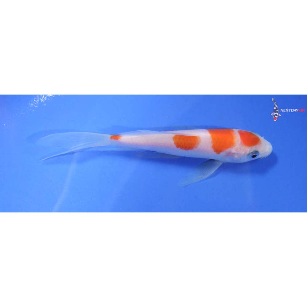 4.5” Imported Kohaku Butterfly Koi