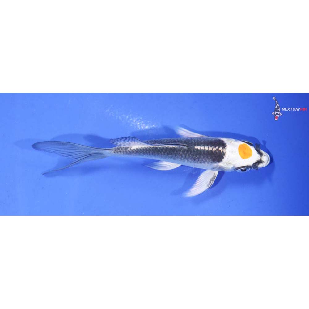 4” Imported Kujaku Butterfly Koi