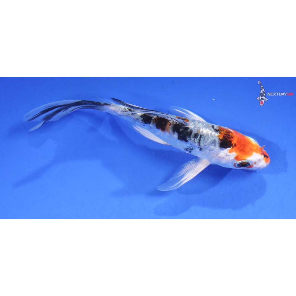 4.5” Imported Heisei Nishiki Butterfly Koi